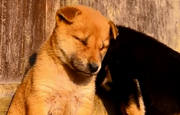 Νυσταγμένα ζώα προσπαθούν να μείνουν ξύπνια (video)