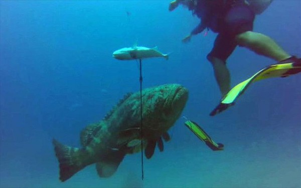 Γιγάντιος ροφός αφοπλίζει ψαροντουφεκά και του κλέβει τη λεία! (video)