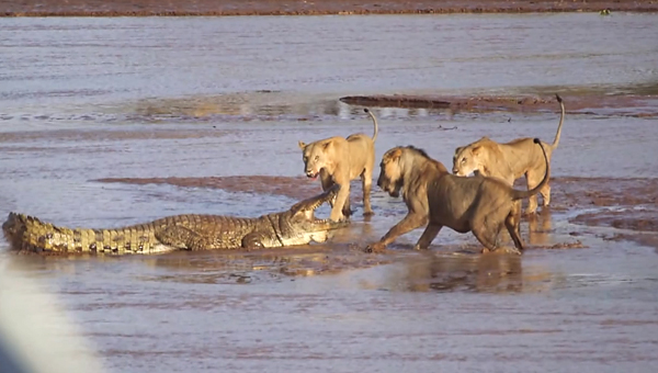 Επική μάχη κροκόδειλου-λιονταριών (video)