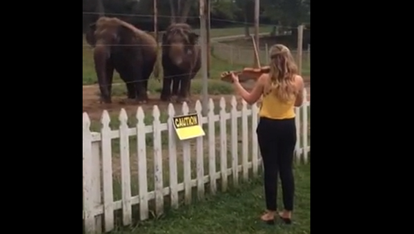 Κονσέρτο για ελέφαντες (video)