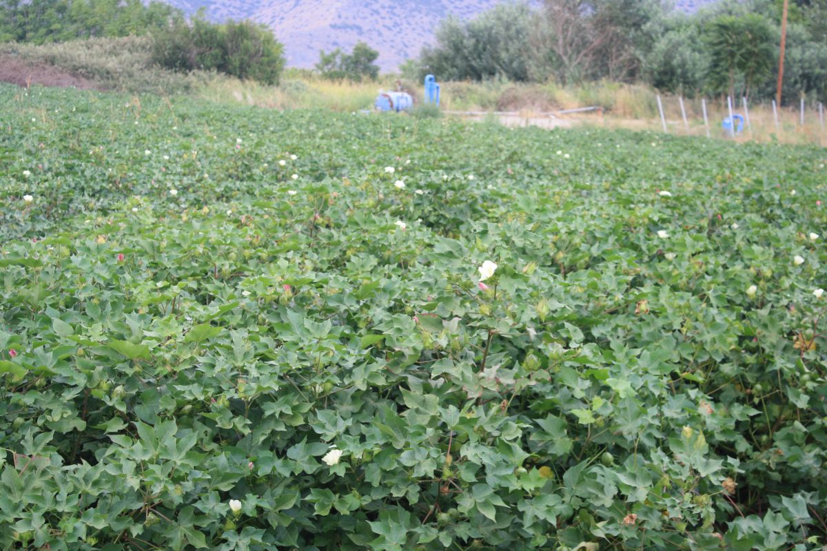 www.larissanet.gr