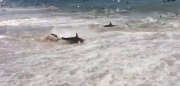 Οι καρχαρίες βγήκαν στην παραλία! (video)