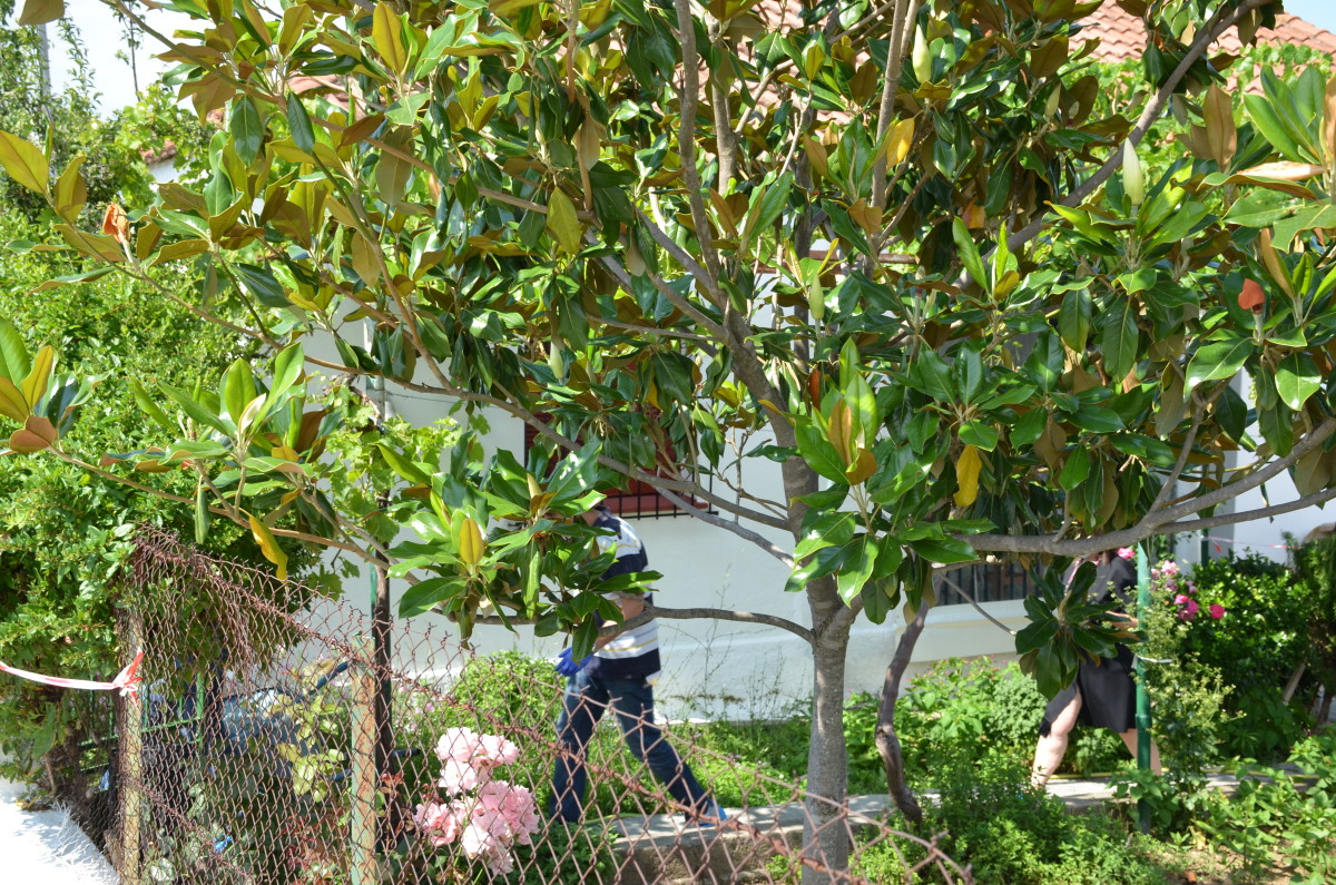 βουναινα-δολοφονια (29)