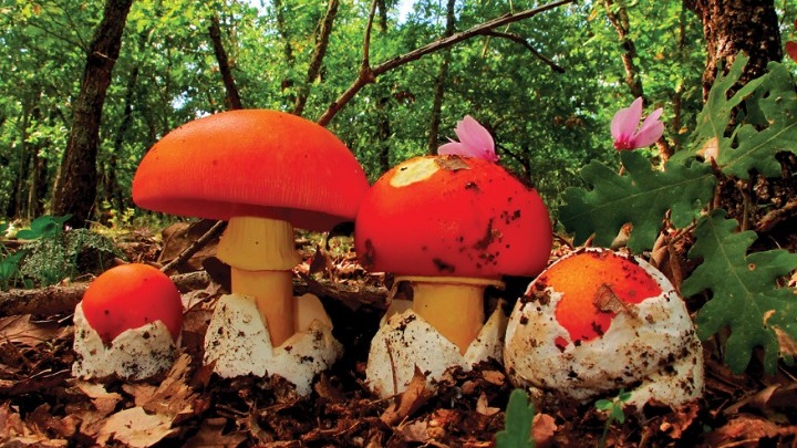 Μανιτάρια amanita caesarea