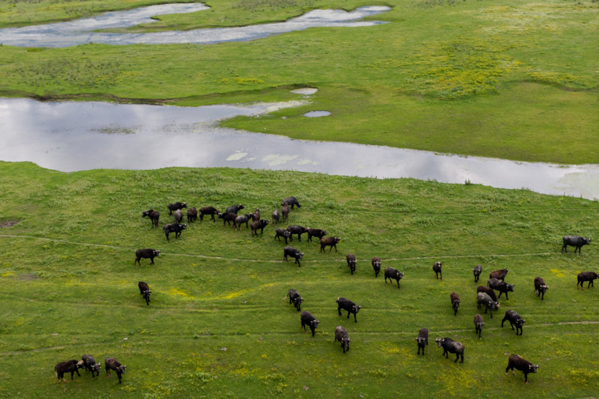Βουβάλια στην Κερκίνη. Φωτ. Αντώνης Νικολόπουλος/Eurokinissi