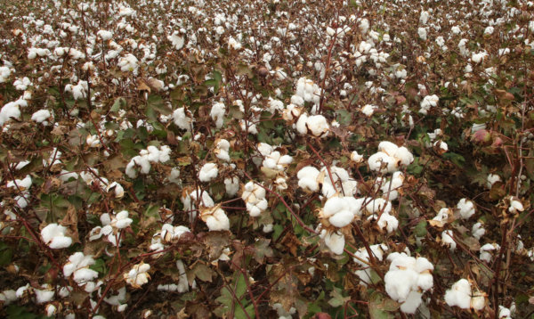 Εσπερίδα της Διεπαγγελματικής Οργάνωσης Βάμβακος στη Λάρισα