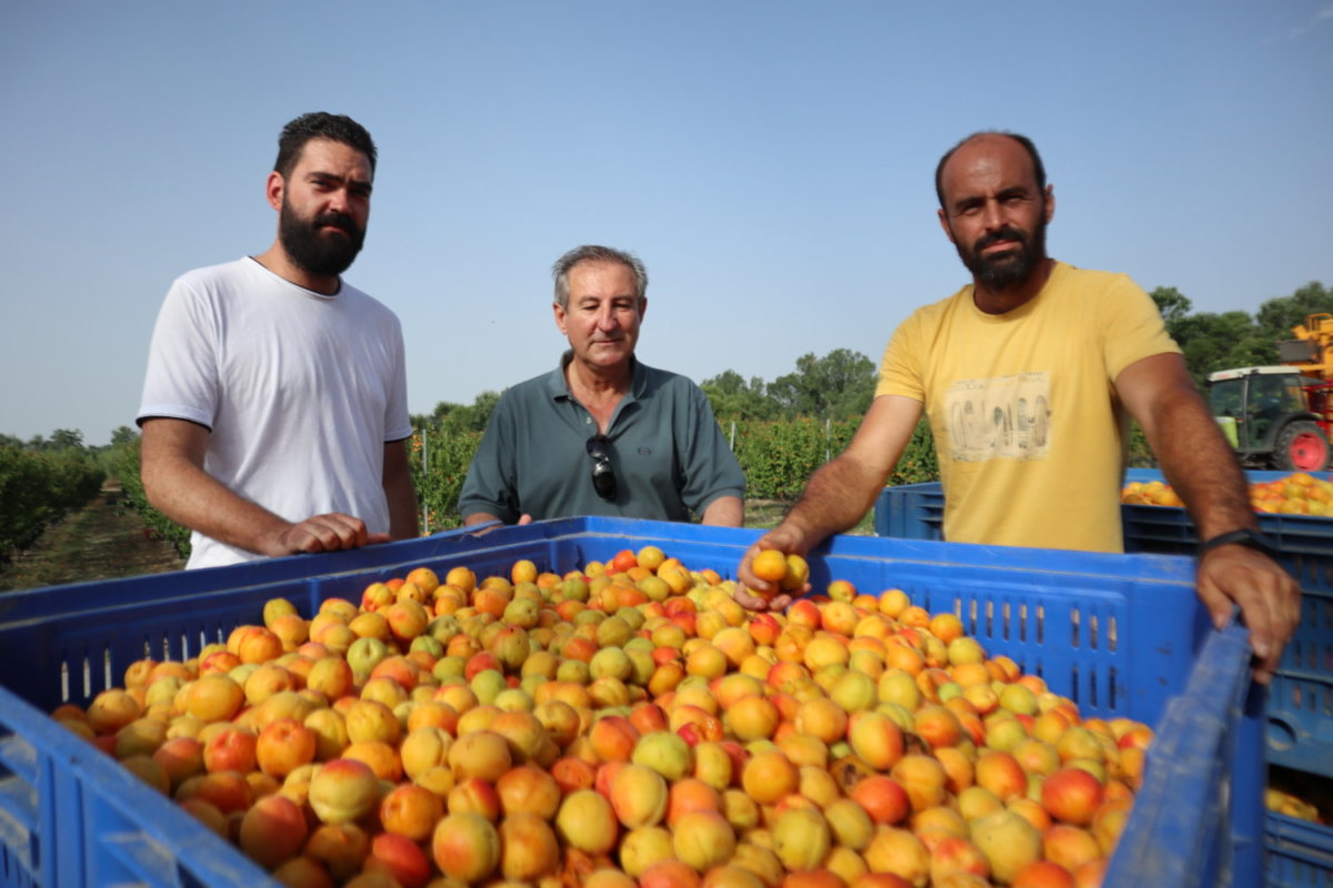 Aπό αριστερά ο νέος αγρότης, γεωπόνος κ. Νώντας Σπανούλης, ο πρόεδρος του Πανελλήνιου Συνδέσμου Αγροτικών Θεμάτων κ. Κώστας Σπανούλης και ο κ. Ελευθέριος Δαμασιώτης των "Φυτωρίων Δαμασιώτη"