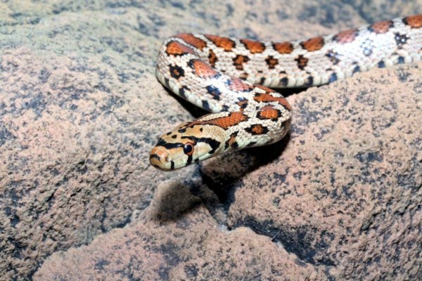Λαμία: «Νόμιζα ότι ήταν αγκάθι και βλέπω ένα φίδι» – Τι λέει ο ποδοσφαιριστής που τον δάγκωσε οχιά μετά την προπόνηση