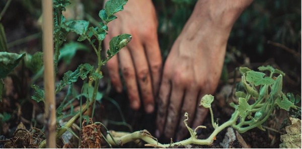 Από τα 18 θρεπτικά συστατικά που είναι απαραίτητα για τα φυτά, τα 15 από αυτά παρέχονται από το έδαφος ενώ τα 3 απορροφώνται από τα φυτά μέσω της φωτοσύνθεσης. ΦΩΤΟ: Jonathan Kemper/Unplash