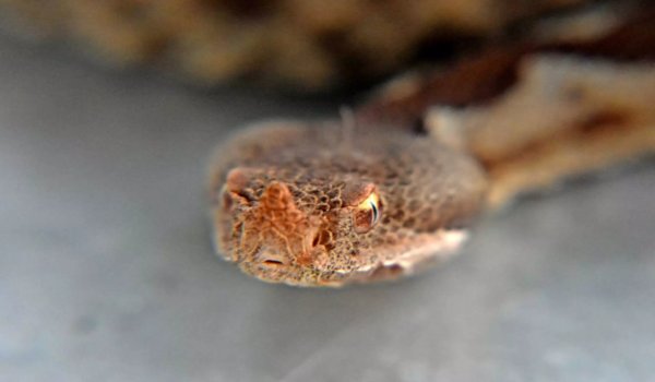 Οχιά δάγκωσε 13χρονο στη Σύρο – Αγωνία για την υγεία του παιδιού