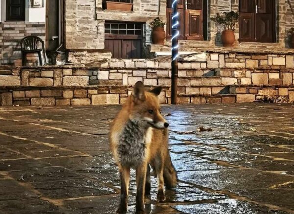 Αλεπού σε εστιατόριο ξενοδοχείου στη Γλυφάδα, κυκλοφορούσε ανάμεσα στα τραπέζια