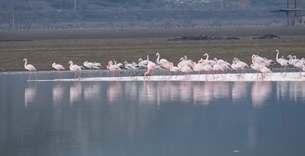 Εθνικό Πληροφοριακό Σύστημα για τη Βιοποικιλότητα της Ελλάδας