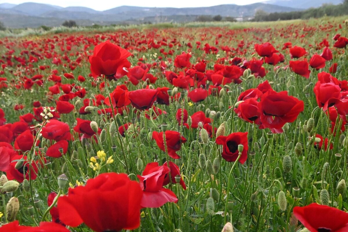 ΠΡΩΤΟΜΑΓΙΑ - ΑΝΟΙΞΙΑΤΙΚΑ ΣΤΙΓΜΙΟΤΥΠΑ ΣΤΗΝ ΑΡΓΟΛΙΔΑ. (ΒΑΣΙΛΗΣ ΠΑΠΑΔΟΠΟΥΛΟΣ/EUROKINISSI)