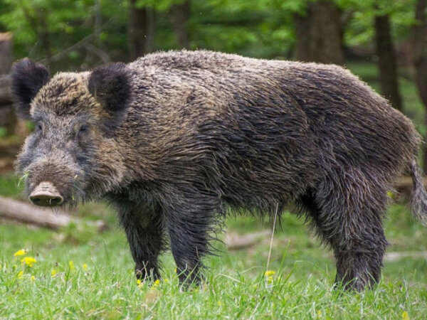 Κυνηγός δέχθηκε επίθεση από αγριογούρουνο στην Καστοριά