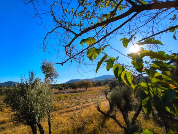 Σχεδόν καλοκαιρινός ο καιρός σήμερα – Πού θα βρέξει