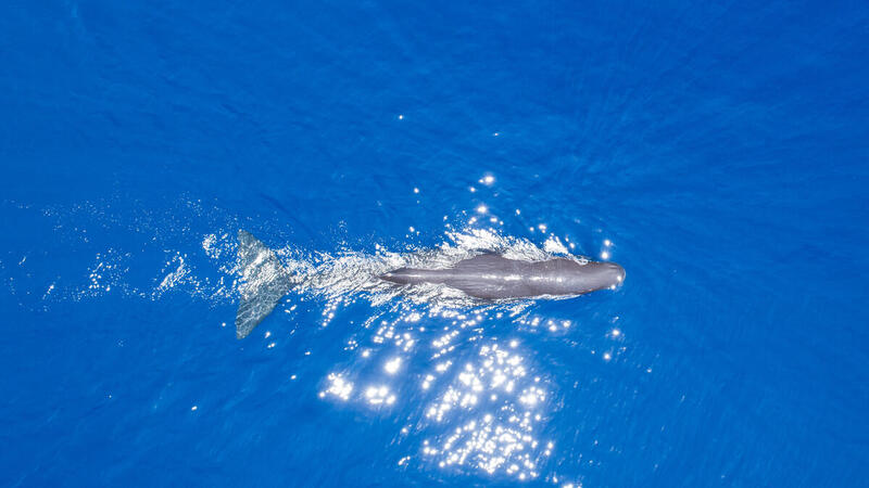 Sperm whale in the Indian Ocean.
