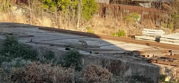 Αλεπού μέρα μεσημέρι στη Λάρισα (φωτ.)