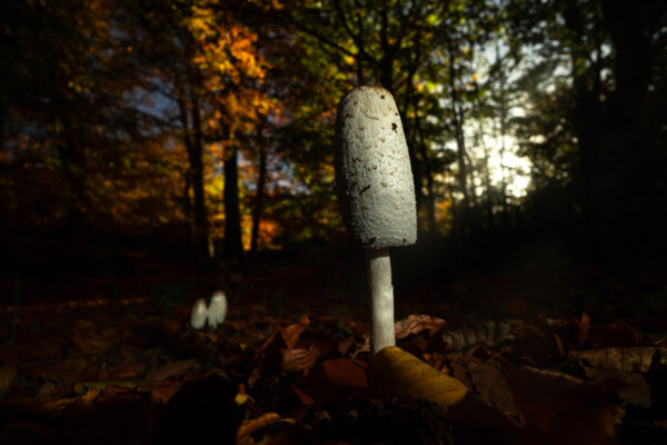 Όταν ο Κίσσαβος ανθίζει… με μανιτάρια (φωτ.)