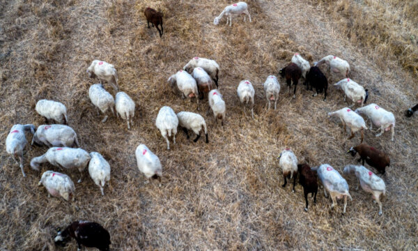 Ευλογιά: Πάνω από 470.000 ζώα θανατώθηκαν – Χωρίς κρούσμα την τελευταία εβδομάδα η Π.Ε. Λάρισας (πίνακες)