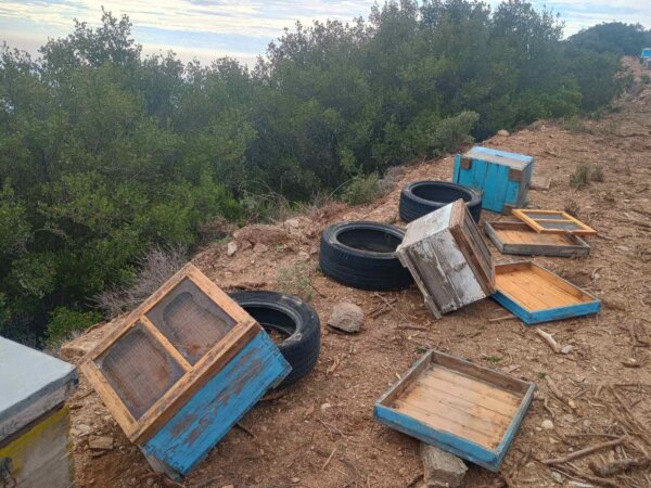 Νέες καταστροφές από αρκούδα σε κυψέλες στον Κίσσαβο – Δείτε εικόνες