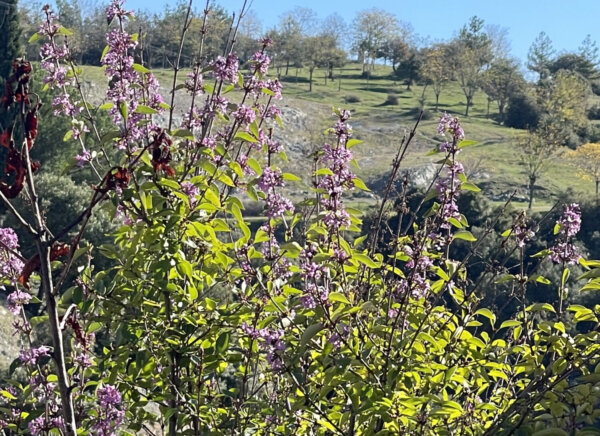 Άνθισαν οι πασχαλιές τον Νοέμβριο! (φωτ.)