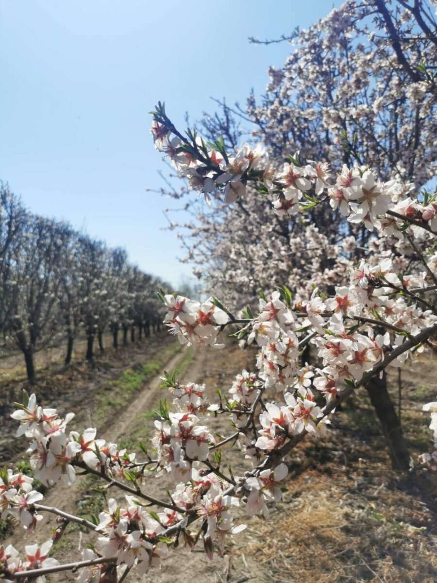 Ανθισμένες αμυγδαλιές πυκνής φύτευσης
