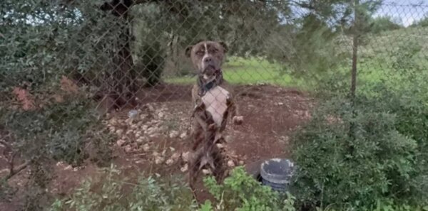 Ζάκυνθος: Στο ΔΙΚΕΠΑΖ το πίτμπουλ που δάγκωσε και σκότωσε το δίχρονο αγοράκι