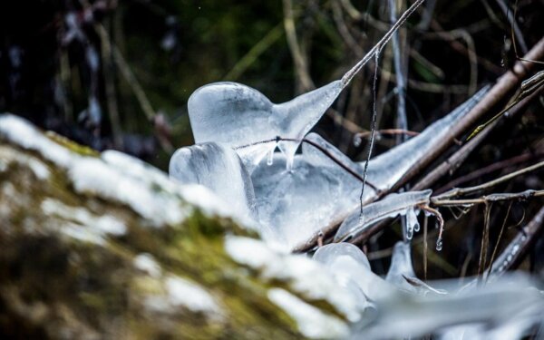 Δ. Τεμπών: Δηλώσεις ζημιάς από τον παγετό της 11ης Μαρτίου 2026