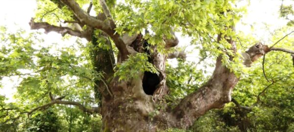 Ως «Διατηρητέο Μνημείο της Φύσης» κηρύχθηκε υπεραιωνόβιος πλάτανος στη Βερδικούσια