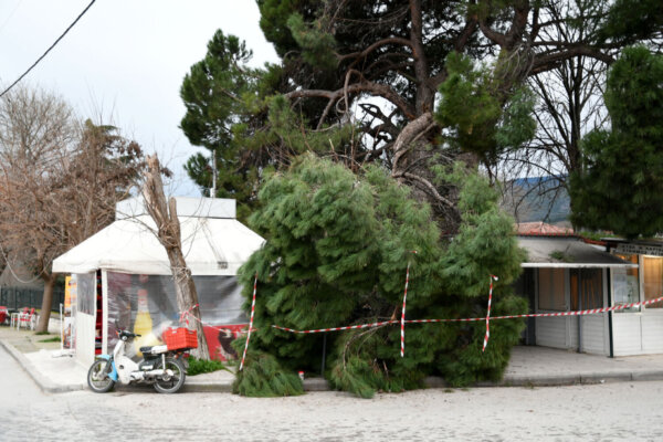 Τεράστιο κλωνάρι πεύκου έπεσε σε κεντρικότατο και πολυσύχναστο μέρος της Αγιάς (φωτ.)