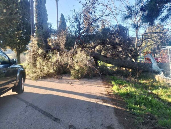 Φάρσαλα: Προβλήματα από τους ανέμους – Πτώση δέντρου στο Ρίζι και διακοπές ρεύματος (φωτ.)