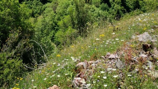 Τρίκαλα: Τα ελληνικά λιβάδια, φυσικός θησαυρός – Ποιές είναι προοπτικές ανάπτυξης