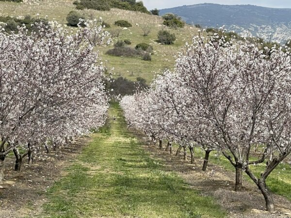 Aνθισμένες αμυγδαλιές στον κάμπο του Συκουρίου