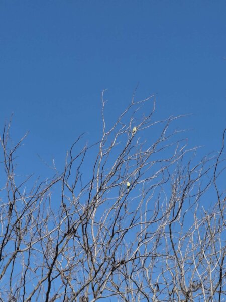 Πράσινοι παπαγάλοι και ένα είδος πάπιας κατοικούν πλέον μέσα στην πόλη μας
