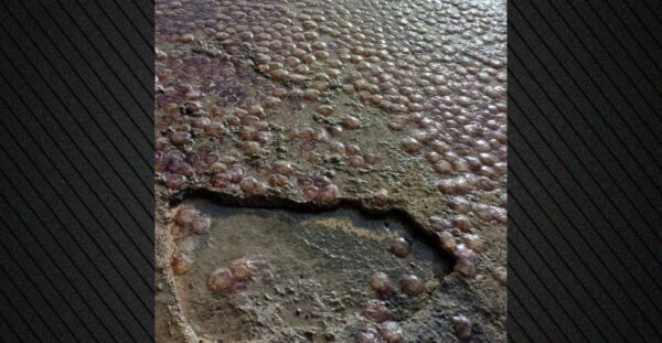 Εκατοντάδες μέδουσες ξεβράστηκαν σε παραλία της Εύβοιας