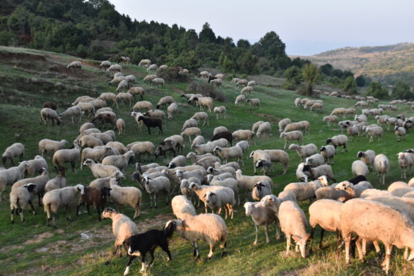 Κτηνοτρόφοι Θεσσαλίας: «Ανησυχία και αγανάκτηση για την εμφάνιση κρούσματος αφθώδους πυρετού στη Λέσβο»