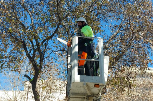 Εργασίες κλαδέματος δέντρων σήμερα επί της οδού Μιαούλη