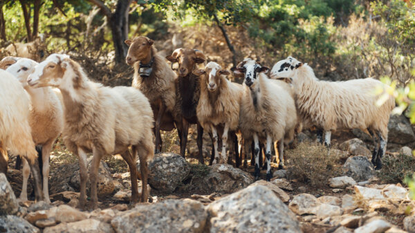 Ακόμα 16 κρούσματα αφθώδους πυρετού εντοπίστηκαν στη Λέσβο