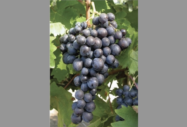 BIO-MOSCHATO: Νέο ερευνητικό έργο για την ανάδειξη του Μοσχάτου Τυρνάβου – Δράση της Περιφέρειας Θεσσαλίας