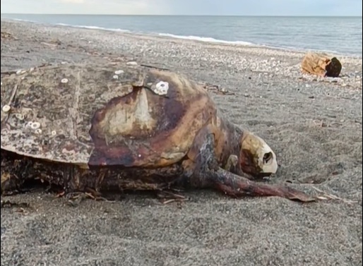 Νεκρές δύο θαλάσσιες χελώνες στη Βελίκα (βίντεο)