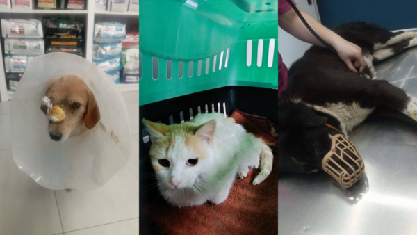 Νέα Αγχιάλος: Άγνωστοι πυροβόλησαν δύο αδέσποτα ζωάκια μέσα σε δύο μέρες