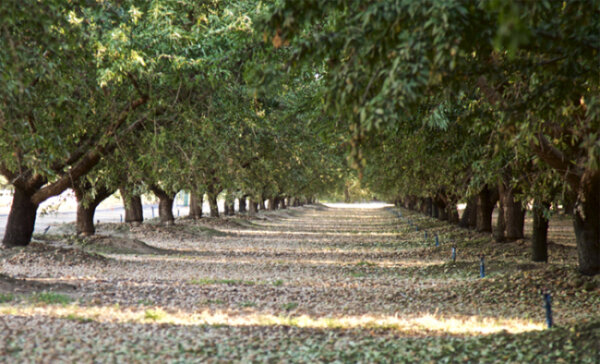 Καρπόπτωση από τον παγετό στους αμυγδαλεώνες του Δομενίκου Ελασσόνας