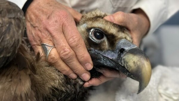 Ο μαυρόγυπας «Ιωάννα» επέστρεψε στη Δαδιά και ανανέωσε την ελπίδα