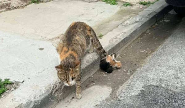 Κτηνωδία στον Βόλο: Έδεσαν νεογέννητα γατάκια στην ουρά της μητέρας τους – Εξοργιστικές εικόνες