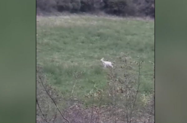 Ημαθία: Σπάνια αλμπίνο ζαρκάδια κατέγραψε αγρότης στην περιοχή