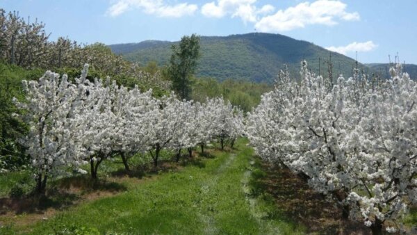 Πεζοπορία και ποδηλασία σε εκτάσεις με ανθισμένες κερασιές