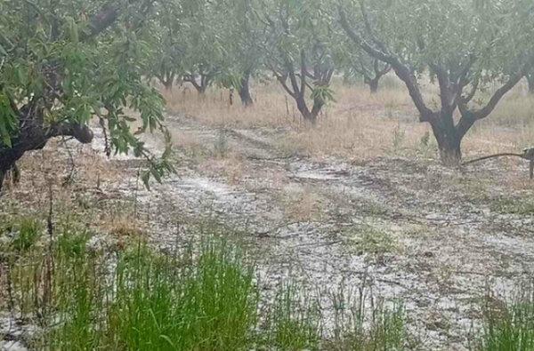 Καταστροφή στο Δομένικο από το χαλάζι – Σε απόγνωση οι παραγωγοί