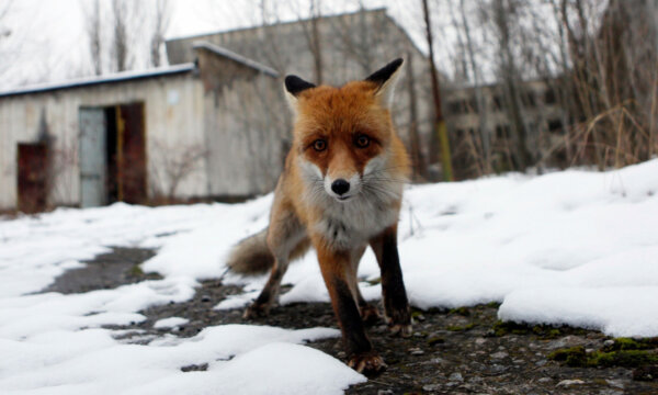 Από πυρηνικό εφιάλτη σε οικολογικό «παράδεισο»: Πώς μοιάζει σήμερα το Τσέρνομπιλ