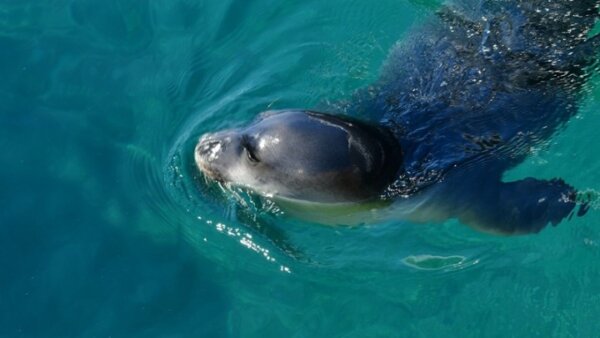 Εθνικό Θαλάσσιο Πάρκο Νοτίου Αιγαίου – Τι σημαίνει για την προστασία του θαλάσσιου περιβάλλοντος