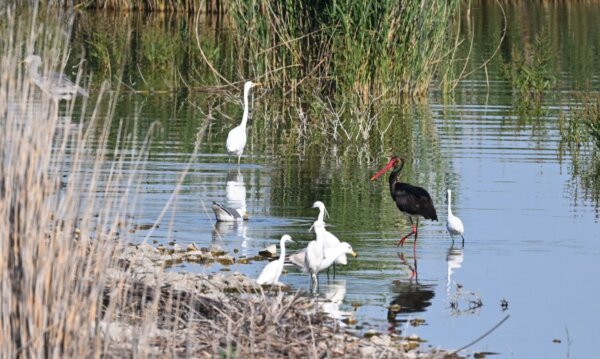 Ένας σπάνιος και υπέροχος μαυροπελαργός εμφανίστηκε στα νερά της Κάρλας (εικόνες και βίντεο)